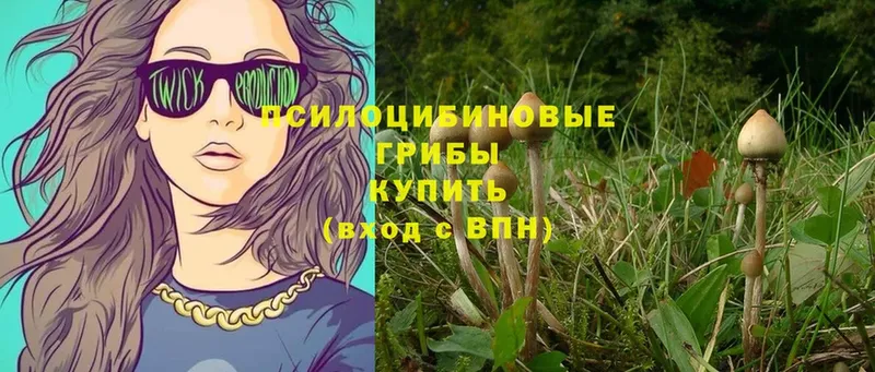 где продают наркотики  Калининск  Псилоцибиновые грибы Psilocybe 